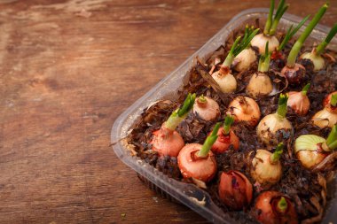 Ev bitkileri, saksı sebzeleri ve yeşiller, ahşap masada taze soğanlar. Mevsimlik hasat, yakın çekim.