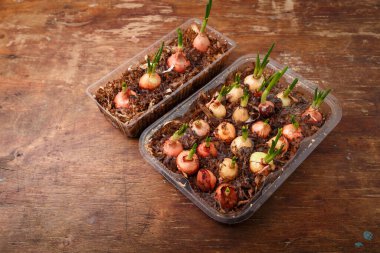 Evde yetişen ogranik sebzeler, taze yeşillikler. Tahta masadaki taze soğanlar. Mevsimlik yiyecekler, bahar hasadı