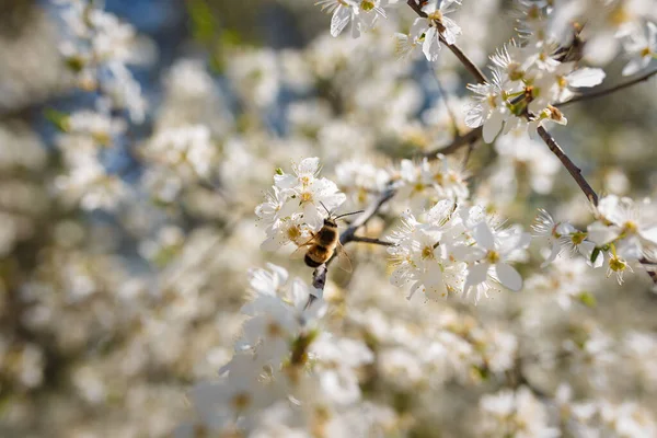 Weiche Fokussierte Aufnahme Von Bienen Die Pollen Von Blüten Blühender — Stockfoto