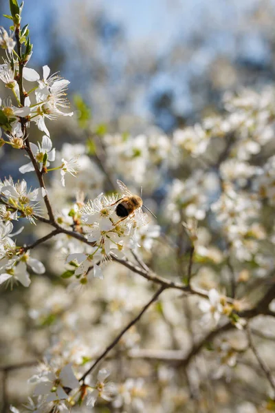 Soft Focused Shot Bee Collecting Pollen Flowers Blooming Cherry Plum — Stock Photo, Image