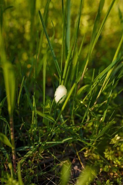 Witte Kleine Cocon Van Insecten Groen Gras Het Voorjaarsbos — Stockfoto