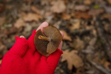 Kırmızı örgü eldivenli kadın, ormanın arka planında küçük kahverengi mantarı tutuyor. Sonbahar mantarı toplarken
