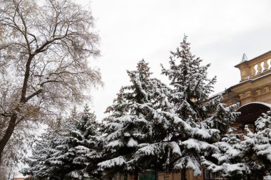 Tepedeki köknar ağaçları çok sayıda koni ve beyaz gökyüzü arka planında kar ile kaplı, aşağıdan görünüm