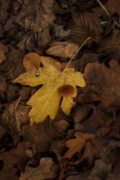 Два Маленьких Коричневых Гриба Жёлтом Листе Лесу Осенняя Природа Листья — стоковое фото