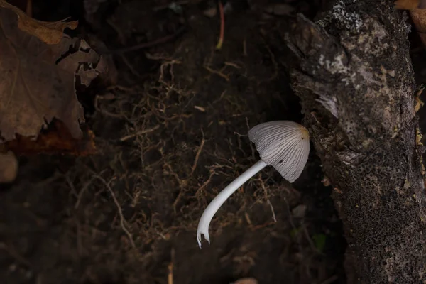 Little Grey Mushroom Ground Branches Dry Brown Leaves Autumn Forest — Stock Photo, Image