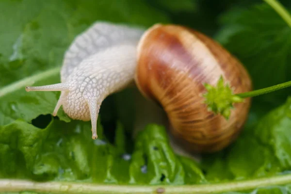 Soft Focused Macro Shot Snail Eating Green Fresh Foliage Rain — Stockfoto