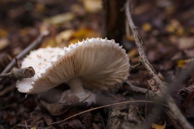 Sonbahar ormanında kuru yaprakların arasında beyaz şampiyon. Mevsimsel mantar avı, sonbahar doğası, sağlıklı organik gıda kavramı..
