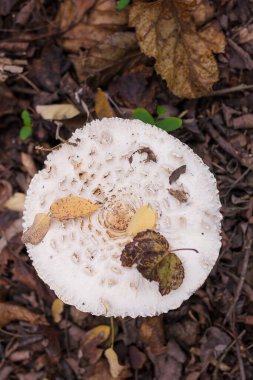 Sonbahar ormanında kuru yaprakların arasında beyaz şampiyon. Mevsimsel mantar avı, sonbahar doğası, sağlıklı organik gıda kavramı..