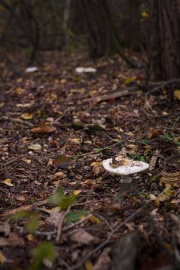 Sonbahar ormanında kuru yaprakların arasında beyaz şampiyon. Mevsimsel mantar avı, sonbahar doğası, sağlıklı organik gıda kavramı..