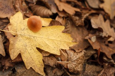 Ormanda sarı yapraklı küçük kahverengi mantar. Sonbahar doğası, yaprakların dokusu