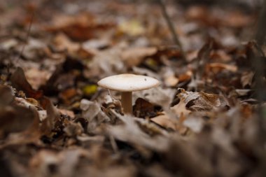 Kuru yaprakların arasında sonbahar ormanında güzel şampiyon mantarı. Mevsimlik mantar avı, düşüş doğa, yakın çekim