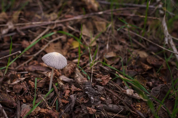 Soft Focused Shot Tiny Forest Mushroom Dry Autumn Leaves Grass — Stockfoto
