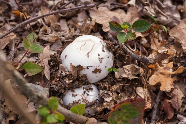 Due Tappi Funghi Champignon Nascosti Foglie Autunnali Foresta Autunnale Natura — Foto Stock