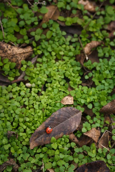Tiny beautiful ladybug, lady-bird on dry leaf among fresh green grass. Autumn nature, insect wildlife. Top view, vertical shot.