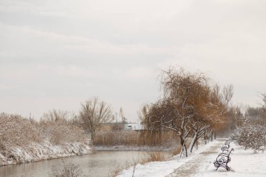 güzel kuru kahverengi kamışları karla kaplı, kış gölü manzarası ağaçlar ve banklarla kaplı.