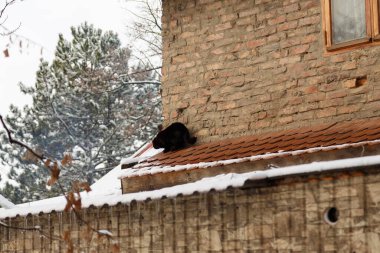 Kara kedi kış günü tuğla duvarın üstünde yürüyor.