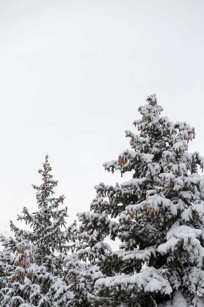 白天背景上覆盖着雪的两棵冷杉树梢 从下面看 — 图库照片