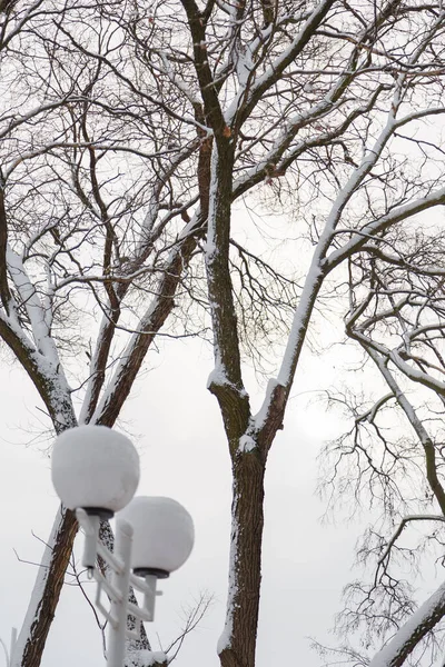 Street Lamps Trees Covered Snow Urban Winter Landscape Vertical Shot — Photo