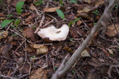 Sonbahar ormanında kuru yaprakların arasında beyaz şampiyon. Mevsimsel mantar avı, sonbahar doğası, sağlıklı organik gıda kavramı..