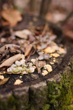 Soft focused vertical close up shot of tree stump with burl, burr, bur, parasite mushrooms