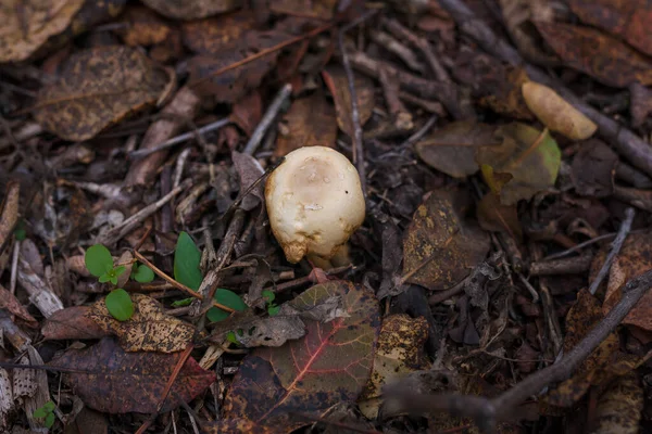 Dry Spoiled Mushroom Autumn Leaves Collected Harvest — Stok fotoğraf
