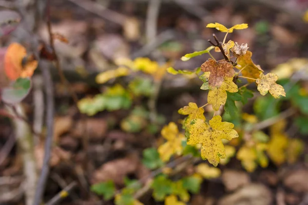 Yellow Leaves Bush Branches Blurry Autumn Forest Background — Stockfoto