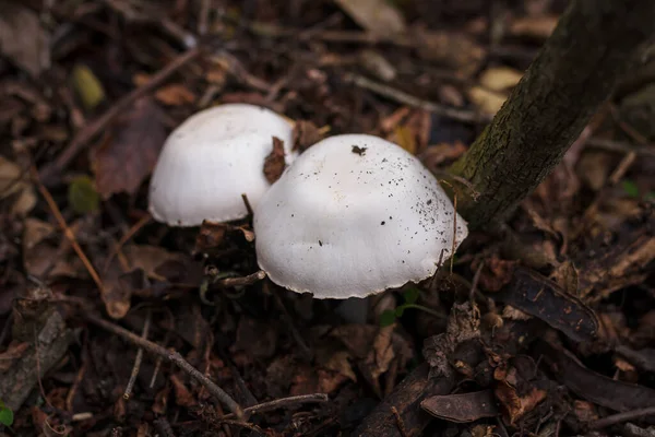 Two Champignon Mushrooms Caps Hiding Autumn Leaves Autumn Forest Nature — Stock Photo, Image