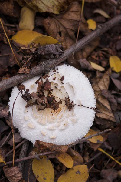 Champiñón Blanco Bosque Otoñal Entre Hojas Secas Setas Temporada Caza — Foto de Stock