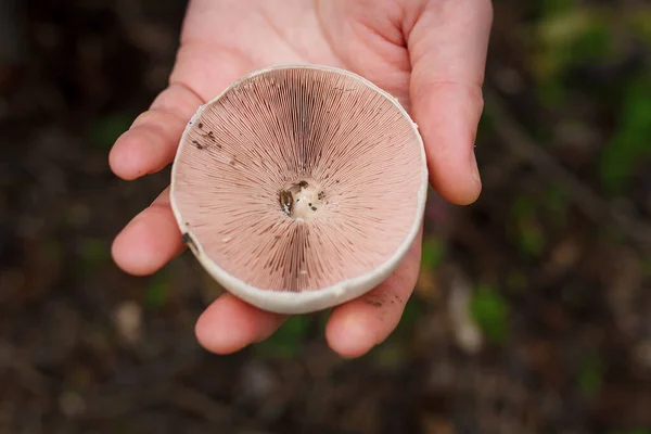 Svampplockare Med Rosa Färsk Champignon Mössa Höstskogen Närbild Skjuten Bara — Stockfoto