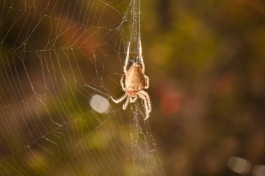 Brown spider Eriophora, a genus of orb-weaver spiders in its cobweb on forest background. Wildlife, insects world. Soft focused macro