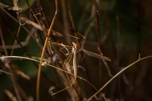 Crane Fly Family Tipulidae Insect Brown Twig Soft Focused Macro —  Fotos de Stock