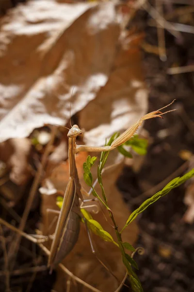 European Mantis Religiosa Brown Praying Mantis Forest Ground Dry Leaves —  Fotos de Stock