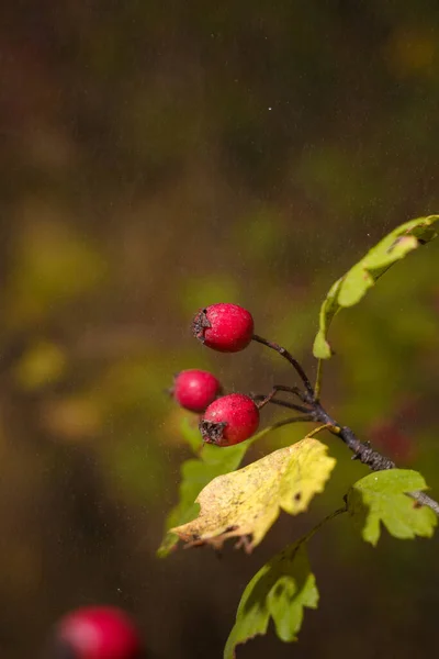 Crataegus Hawthorn Quickthorn Thornapple May Tree Whitethorn Mayflower Hawberry Green — Fotografia de Stock