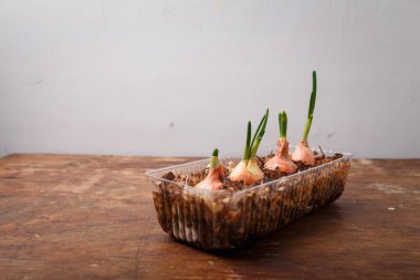 Evde yetişen ogranik sebzeler, taze yeşillikler. Tahta masadaki taze soğanlar. Mevsimlik yiyecekler, bahar hasadı