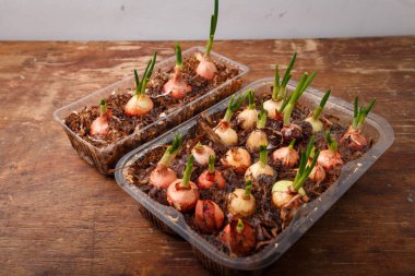 Evde yetişen ogranik sebzeler, taze yeşillikler. Tahta masadaki taze soğanlar. Mevsimlik yiyecekler, bahar hasadı