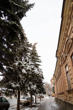 Izmail, Ukraine. February 2022. Beautiful Ukrainian city in south besarabia. Tall fir trees covered with snow on the street.