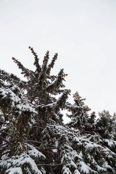 白天背景上覆盖着雪的两棵冷杉树梢 从下面看 — 图库照片