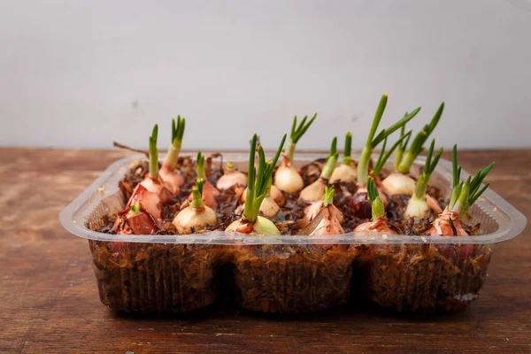 Evde sebze ve sebze yetiştirmek, ahşap arka planda taze taze soğan yetiştirmek. Bahçe ve bahar hasadı