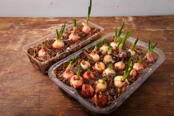 Evde yetişen ogranik sebzeler, taze yeşillikler. Tahta masadaki taze soğanlar. Mevsimlik yiyecekler, bahar hasadı