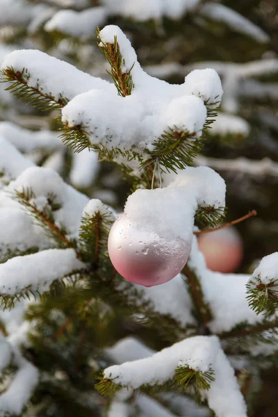 Christmas Fir Tree Branch Covered Snow Decorated Pink Bauble Outdoors — Stok fotoğraf