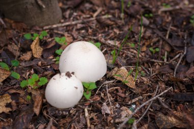 Sonbahar yapraklarında saklanan iki mantar mantarı. Sonbahar orman doğası, mantar toplama, sağlıklı organik gıda, protein diyeti.