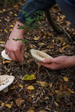 Kuru sonbahar yaprakları üzerinde ormanda taze şampiyon mantarları kesen bıçakla mantar toplayıcıların ellerini kapatın..