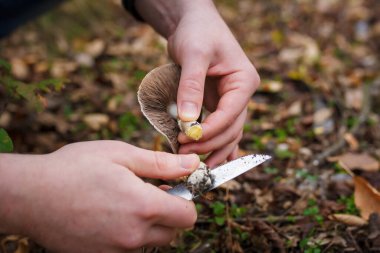 Kuru sonbahar yaprakları üzerinde ormanda taze şampiyon mantarları kesen bıçakla mantar toplayıcıların ellerini kapatın..