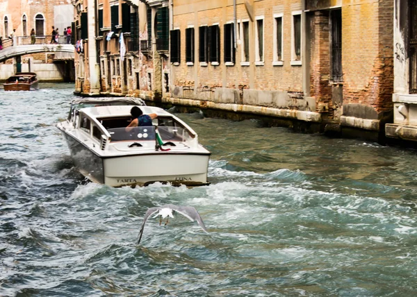 Boat and seagull in Venice — Stock Photo, Image