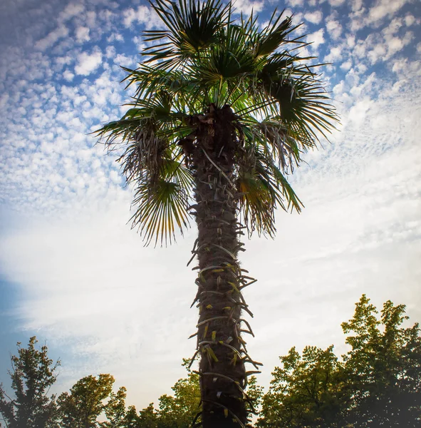 Südliche Palme gegen den blauen Himmel — Stockfoto