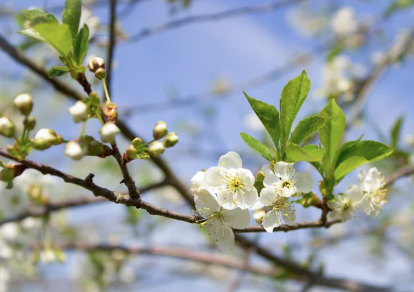 果树春天的花朵 — 图库照片