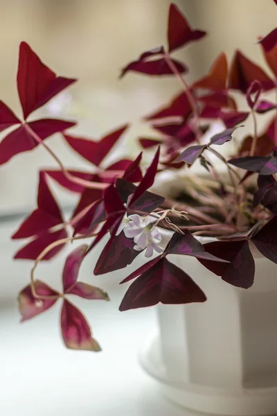 Декоративные цветочные горшки на окне — стоковое фото