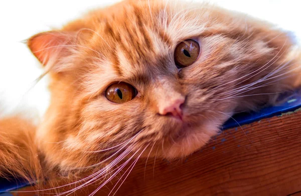 Red fluffy cat with orange eyes — Stock Photo, Image