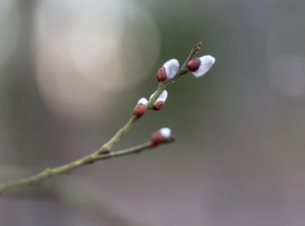 柳树枝条与芽 — 图库照片