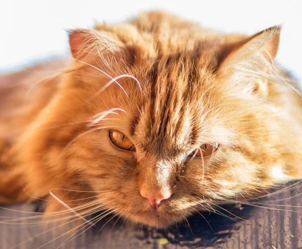 Red fluffy cat with orange eyes — Stock Photo, Image